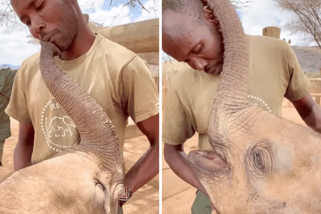 Elefant hat Pfleger sehr vermisst - wie er seine Wiedersehensfreude zeigt, ist zum Dahinschmelzen