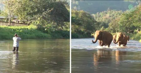 Elefanten treffen ihren menschlichen Freund nach langer Trennung – Ihre Reaktion berührt die Seele