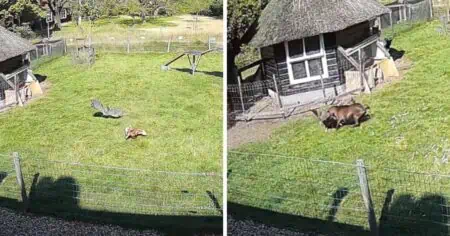 Falke stürzt sich auf Huhn - welche Beschützer dem Huhn zu Hilfe kommen, ist wirklich erstaunlich