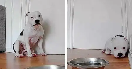 Filmreifes Schauspiel: Was dieser Hund tut, wenn er allein zu Hause ist, sorgt für Lachtränen