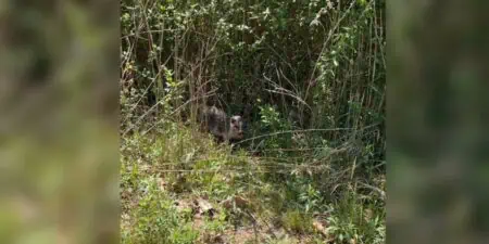 Frau sieht einsames Baby-Schwein im Wald - Was sie dann tut, ist tief berührend