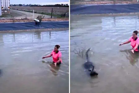 Frau springt in eiskalten Fluss - sie kann einfach nicht zusehen, wie dieses Tier stirbt