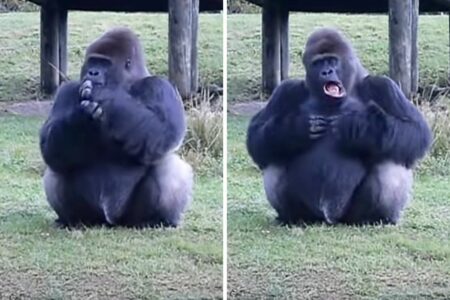 Füttern verboten - Wie ein Gorilla den Zoobesuchern diese Regel erklärt, lässt Lachtränen rollen