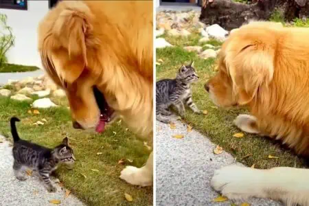 Golden Retriever begegnet winzigem Katzenbaby - seine Reaktion bringt alle Herzen zum Schmelzen