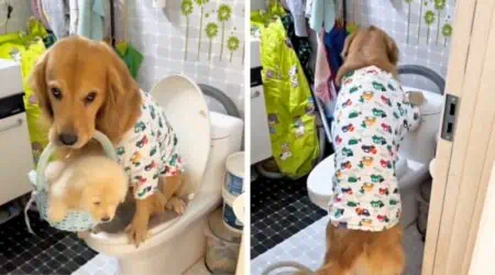 Golden Retriever muss dringend auf Toilette - Was er dann tut überrascht alle-1