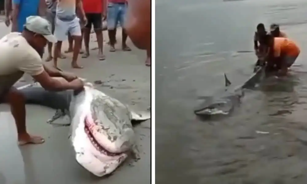 Hai liegt hilflos am Strand – Wie eine Gruppe entschlossener Menschen reagiert, ist atemberaubend
