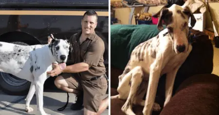 Herzergreifend Paketzusteller sieht vernachlässigten Hund auf einem Grundstück und rettet ihn