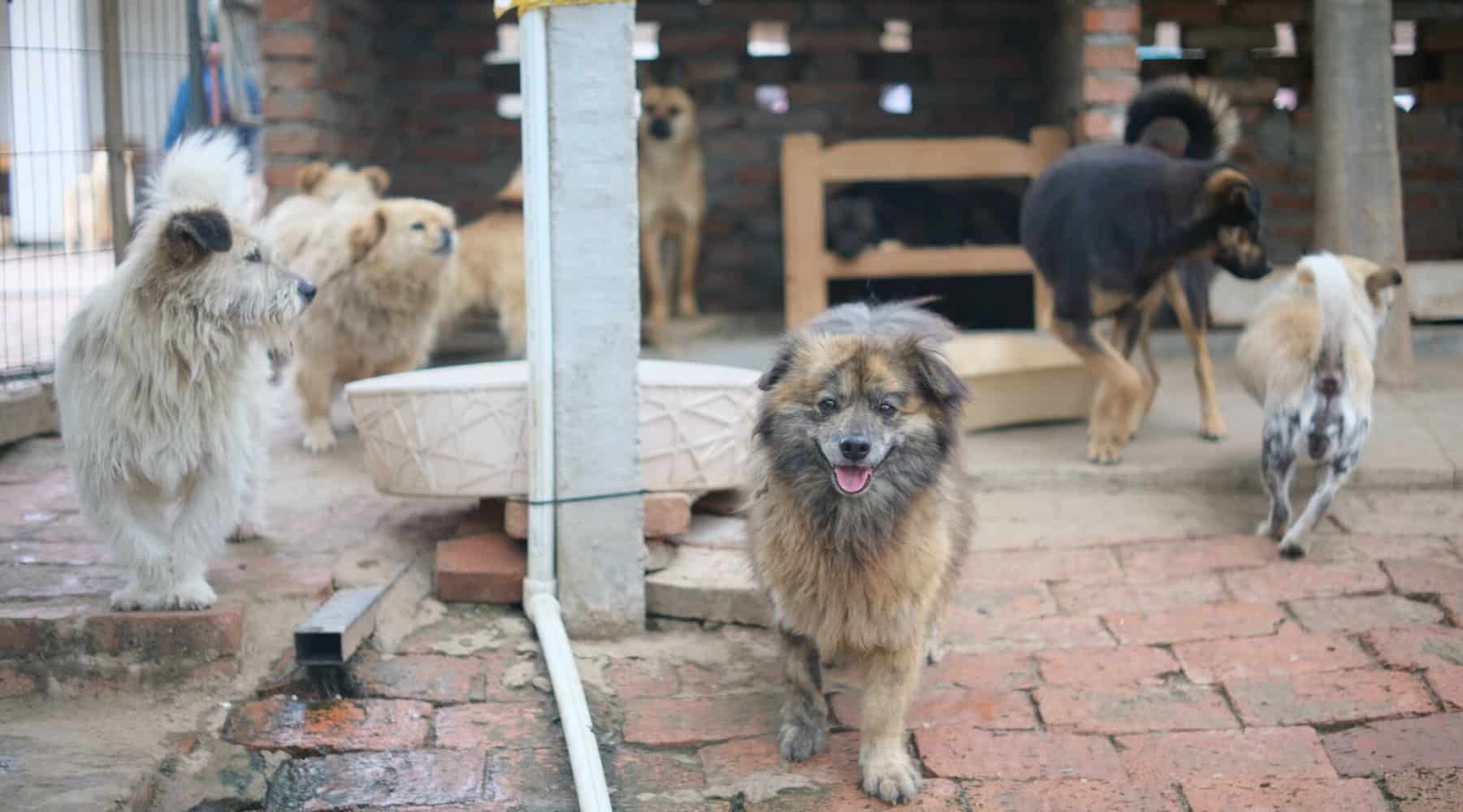 Du musst dringend dein Hund abgeben? Das gibt es zu beachten
