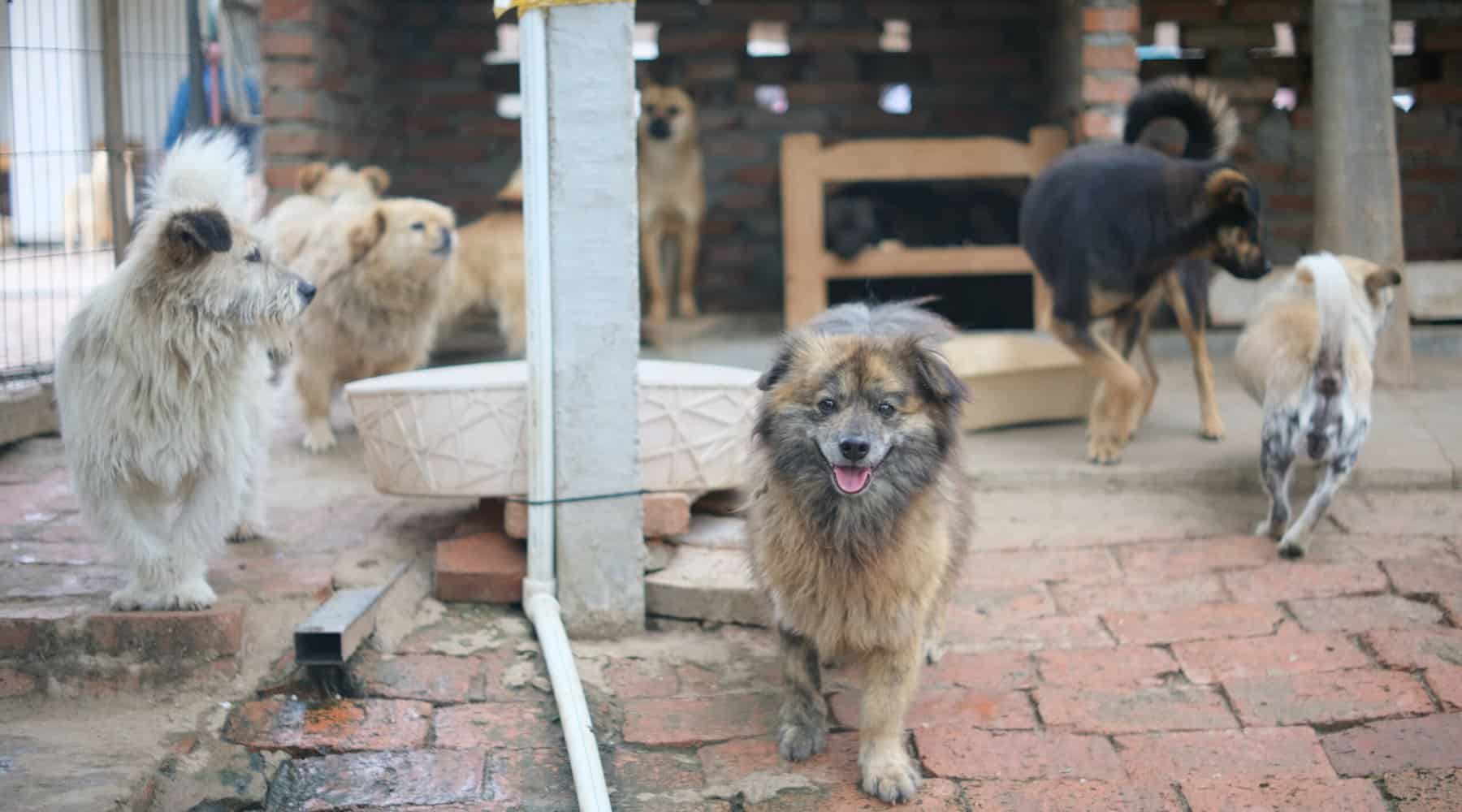 hund wegen todesfall abzugeben hamburg
