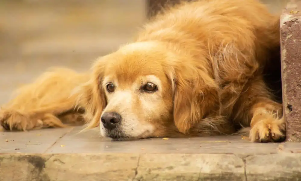 Hund kann Blase nicht entleeren 3 Ursachen & Behandlung