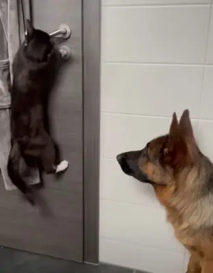 Die Katze hat eine Idee, doch sie braucht die Hilfe des Hundes