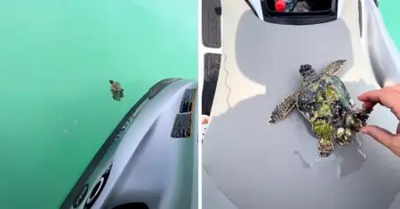 Jetski-Fahrer findet regungslose Schildkröte im Meer - was er dann für sie tut, macht ihn zum Helden