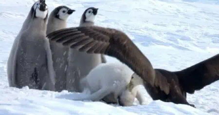 Kampf ums Überleben Pinguinbabys werden angegriffen - wer sie rettet, ist unglaublich