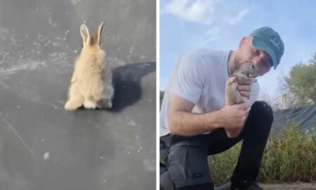Kaninchen sitzt im Teichbecken fest Die dramatische Rettung rührt Menschen aus aller Welt zu Tränen