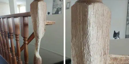 Kater kratzt 11 Jahre an Treppengeländer - Sein “Kunstwerk” bringt das ganze Internet zum Staunen
