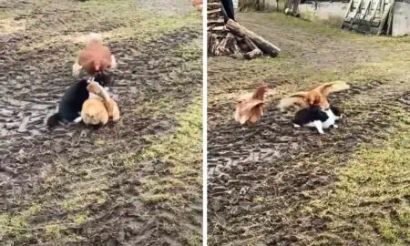 Katze greift Huhn an - Wie seine Hühner-Freunde ihn dann verteidigen, ist einfach unglaublich