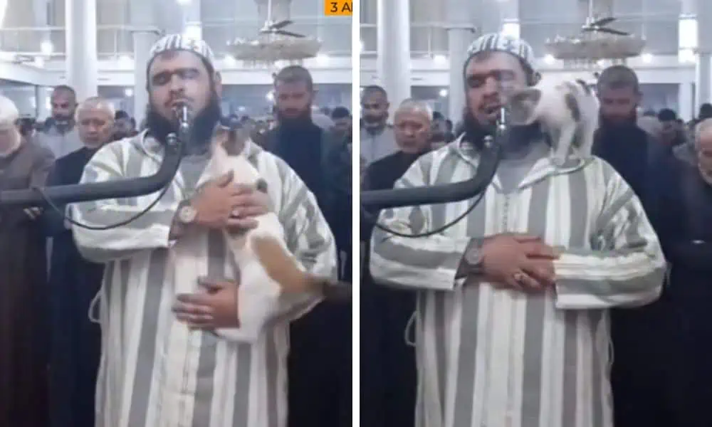 Katze stört Gebet von Imam - Seine Reaktion ist einfach toll