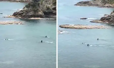 Kinder erleiden Todesangst, als 2 Orcas im Meer auf sie zukommen - Was dann folgt, ist atemberaubend