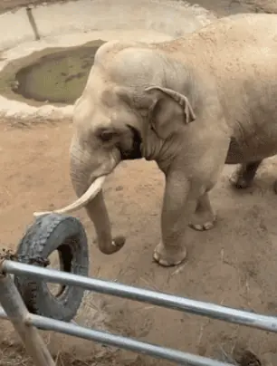 Der Elefant überrascht die Menschen mit seiner Hilfsbereitschaft