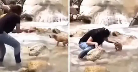 Kleiner Hund steht weinend im Fluss - wie eine Frau ihm hilft, ist einfach bezaubernd