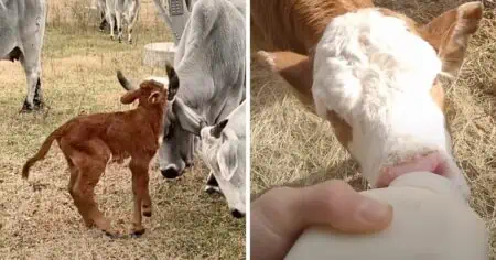 Kuh verstößt ihr neugeborenes Baby - wie ein Mann sich um das Kalb kümmert, erwärmt jedes Herz