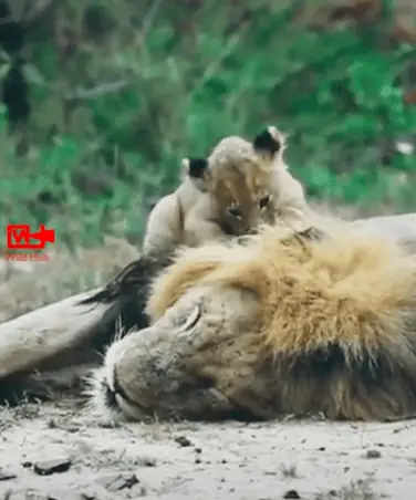 Eine mutige Mission: Löwenbaby erklimmt den Rücken seines schlummernden Papas