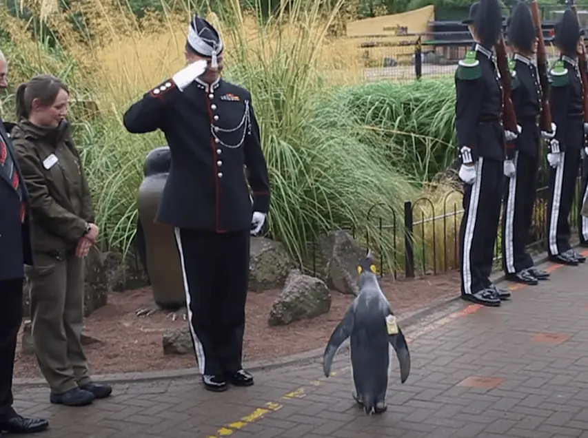 Eine besondere Auszeichnung für den Pinguin