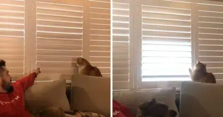 Machtkampf im Wohnzimmer: Wie diese Katze mit ihrem Besitzer streitet, ist hinreißend komisch