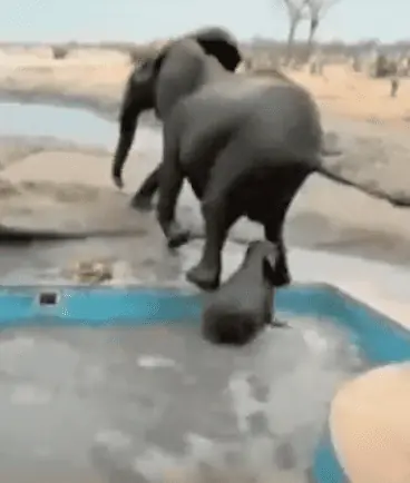Eine Elefantenmutter kämpft mit aller Kraft