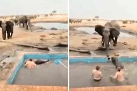 Männer versuchen Elefantenbaby aus Pool zu retten - Doch mit der Reaktion der Mutter rechnet keiner