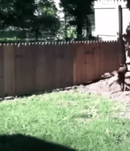 Der Hund weiß den Zaun zu schätzen - nur auf andere Art
