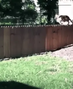 Der Hund weiß den Zaun zu schätzen - nur auf andere Art