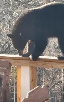 Der Bär weiß genau, wohin er will
