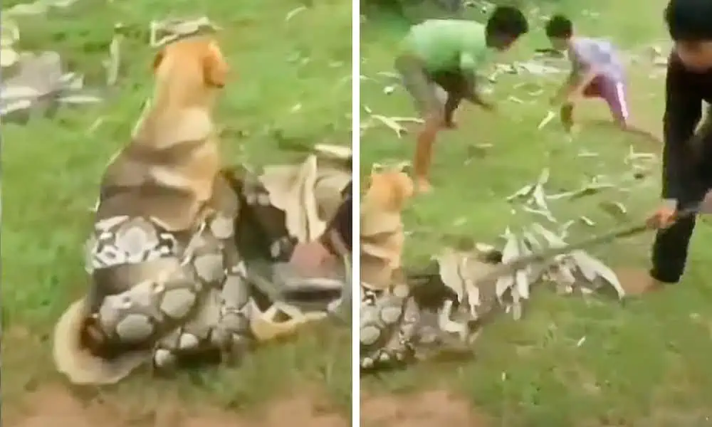 Nichts für schwache Nerven: 3 Kinder riskieren ihr Leben, um Hund vor Würgeschlange zu retten