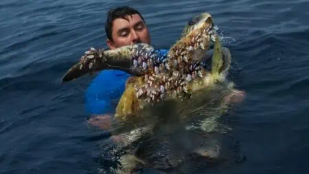 Panzerbewuchs hindert Schildkröte am Schwimmen- So beherzt schreiten Menschen ein, um sie zu retten