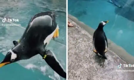 Pinguin schwimmt auf Beckenrand des Geheges zu - Zoobesucher können nicht fassen, was er dann tut