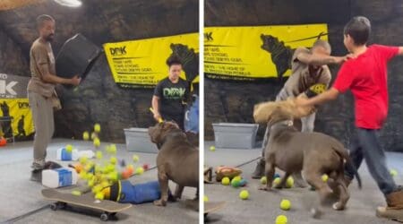 Pitbull im Stresstest - Wie dieser Hund unter Extrembedingungen reagiert, ist einfach faszinierend