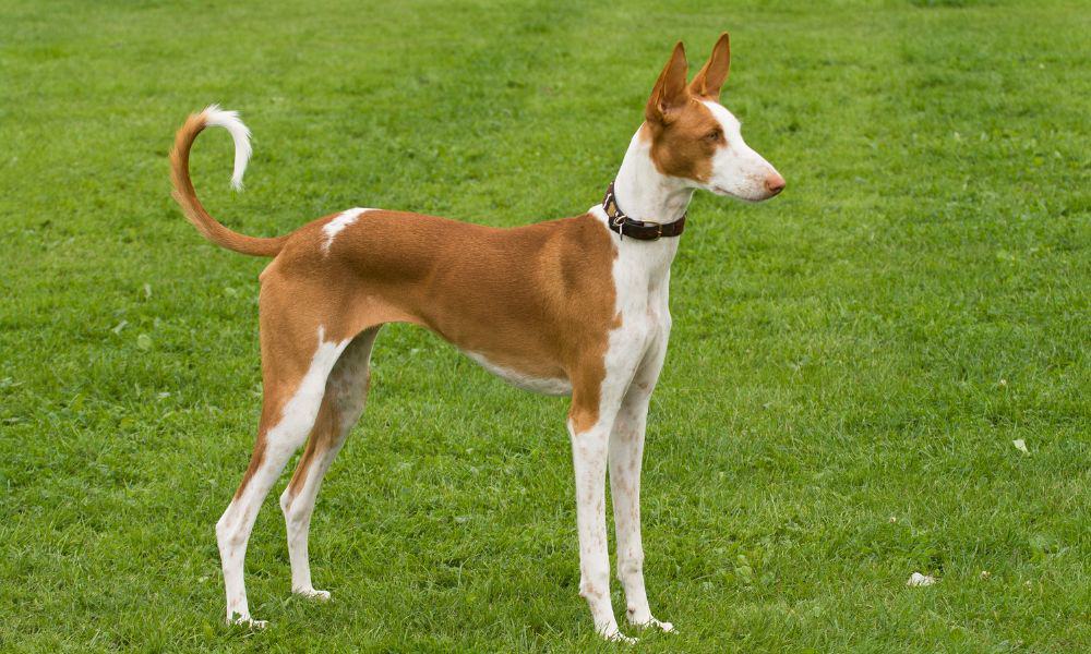 Podenco Ibicenco Im Rassenportr t mit Bildern Fun Facts 