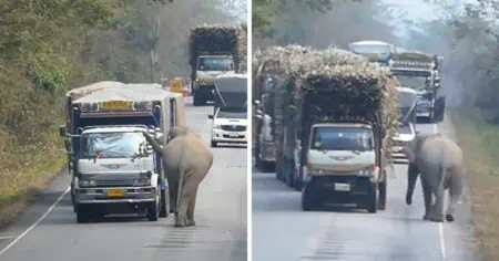 Riesen Elefant hält LKWs auf der Straße an - Der Grund dafür, ist einfach herzerwärmend