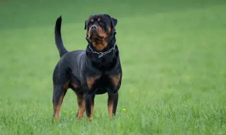 Rottweiler im Porträt