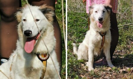 Sanftes, menschenbezogenes Hundemädchen sucht liebevolle Familie - Wer nimmt Fiona bei sich auf