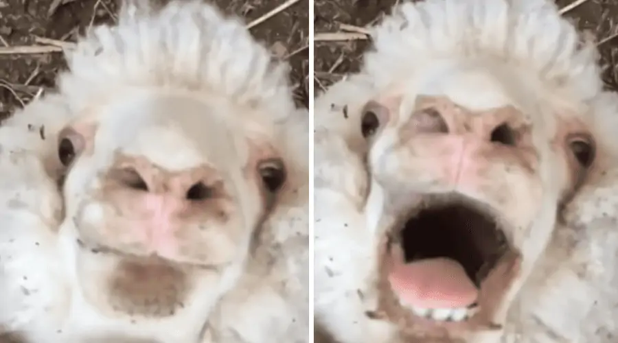 Schaf liegt relaxt auf dem Rücken – Plötzlich jagt es dir einen höllischen Schreck ein