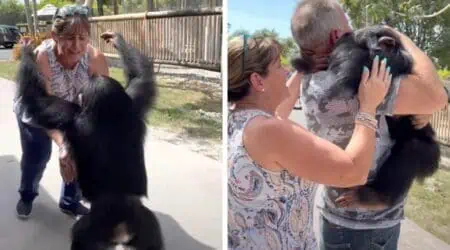 Schimpanse trifft seine Menschen-Eltern wieder- Seine Reaktion sorgt für Gänsehaut