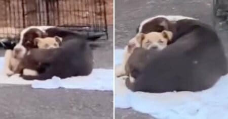 Schockierend: Hunde-Mama mit 2 Welpen wird ausgesetzt und in einem Käfig dem Tod überlassen