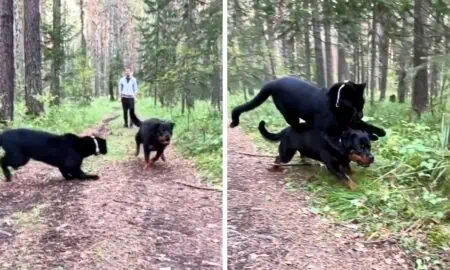 Schwarzer Panther greift Rottweiler an – Die unerwartete Wendung macht alle sprachlos