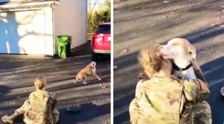 Soldat trifft Hund nach Ausland-Einsatz wieder - Das Wiedersehen lässt alle Herzen schmelzen