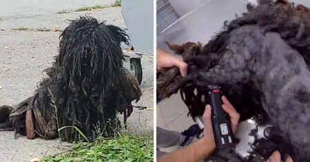 Straßenhund leidet unter stark verwahrlostem Fell - was seine Retter aus ihm machen, ist erstaunlich