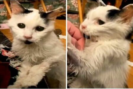 Tief berührende Geschichte: 101-jährige Frau im Altersheim adoptiert älteste Katze aus dem Tierheim