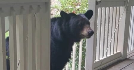 Tierische Freundschaft: Bär besucht Mann regelmäßig - eines Tages bringt er eine Überraschung mit
