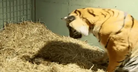 Tiger Babys kommen auf die Welt und atmen nicht - Die Reaktion der Mutter geht unter die Haut